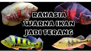 Cara agar warna ikan oscar bagus ‼️Rahasia pakan ikan oscar dan background