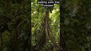 walking palm tree amazon forest #walkingtree #amazone #nature #travel