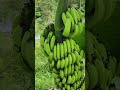 GREEN BANANA | CAVENDISH #shorts #viral #food #fruit