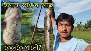 ইমান ডাঙৰ মাছ কেনেকৈ পালোঁ?@gutibhai7794