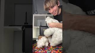 SPYCAM TEDDY BEAR PRANK!?
