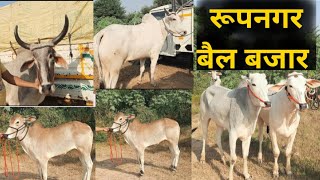 रूपनगर बैल बजार 31/10/2024. ox market in Roop Nagar mandi. nagori bail video. नबैल बीडीओ. jbs video.