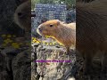 capybara the world’s chillest animal you’ll ever meet