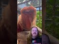 The Proboscis Monkey! #wkzzrproductions #reaction #duet #monkey #proboscismonkey #ginger #red #nose