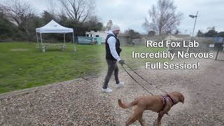 Red Fox Lab - Incredibly Nervous - Professional Dog Trainer - Full Session