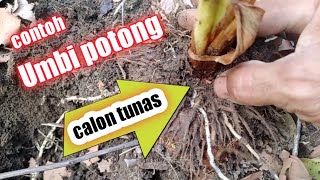 contoh tunas dari umbi potong