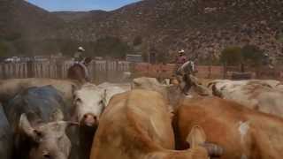 Cattle Work In Baja California Mexico 3