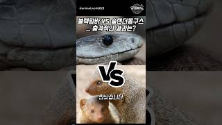 블랙맘바 VS 슬랜더몽구스 충격적인 결과는?