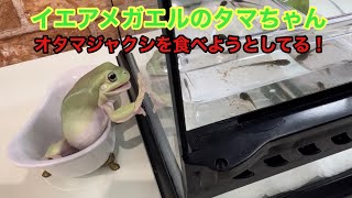 イエアメガエル(タマちゃん)、オタマジャクシに興味津々❗️食べたらダメだよ😁#イエアメガエル #エキゾチックアニマル #カエル #シュレーゲルアオガエル