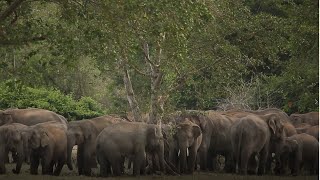 Big elephant gathering | more than 100 elephants in Usgala Siyabalangamuwa lake Galgamuwa