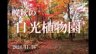 【日光観光】日光植物園を歩きながら楽しむ紅葉狩りの思い出！