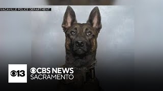 Vacaville K9 out of pet hospital after being shot in January