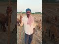 krgsrinivas shots subscribe agriculture farming