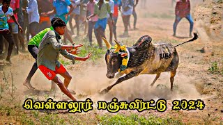 வெள்ளலூர் மஞ்சுவிரட்டு 2024 || Vellalor Manjuverattu 2024