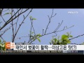 태안서 벚꽃이 활짝…이상고온 탓