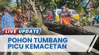 Jalan Jafri Zamzam Macet Total akibat Pohon Tumbang, Petugas BPBD Banjarmasin Lakukan Pemindahan