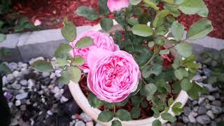 David Austin Boscobel's first bloom is just perfect!