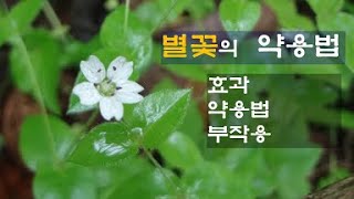 # 사철 별미나물: 별꽃의 효과, 약용법, 부작용