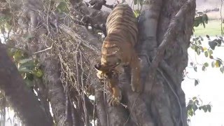 Tiger Charges at Jeep in Ranthambore-April 2016