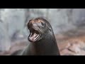 Sea Lion Encounter at the Shedd Aquarium