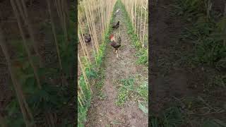 Désherbage avec les poules 🐔  #animaux #poules #pépinière #arbrefruitier