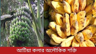 আটিয়া কলা-বিচি কলার অলৌকিক শক্তি, জানলে আজীবন খাবেন | banana | আটিয়া কলা-বিচি কলা | কলা |