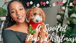 SPOILING MY DOG FOR CHRISTMAS (CHRISTMAS PUPPY HAUL)