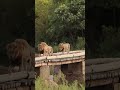 how many male lions do you see mighty nkuhlu coalition lion sands kruger national park lion