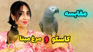 مرغ مینا بخرم یا کاسکو؟ 🐦🦜 | کدوم یکی بهتره؟ مرغ مینا یا کاسکو؟