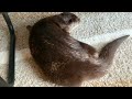 カワウソ コタロー　家中どこでもクネクネ体拭き　kotaro the otter drying himself off after bath