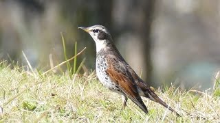 マイ スライドショー　大仙公園の鳥（２０１６年２月１８日）