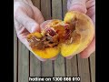 Fruit fly in South Australia - Eradicating fruit fly in winter