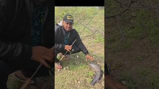 🐸மக்களே தரமான ஆப்பிரிக்கன் கேட் ஃபிஷ் வேட்டை African catfish hunting video frog lure fishing #shorts