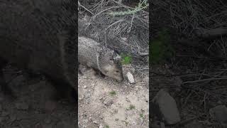 Wild Javelinas in Arizona