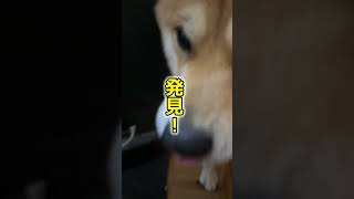 お散歩報告のために一生懸命パパを探す柴犬てぃーだ #柴犬てぃーだ #癒し