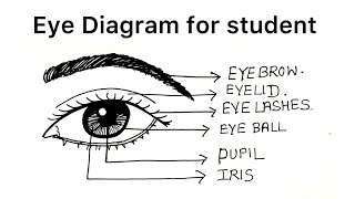 Eye Diagram Drawing ✍️ For Student | Eye Drawing ✍️