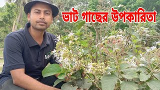 ভাট গাছের উপকারিতা | ভাটি গাছ| ঘেটু গাছ| ভাট ফুল গাছ| ভাট পাতা| বনজুঁই গাছ | ভেষজ গাছ | হারবাল ঔষধ