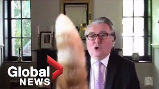 ''Rocco, put your tail down": Cat interrupts virtual UK parliamentary meeting