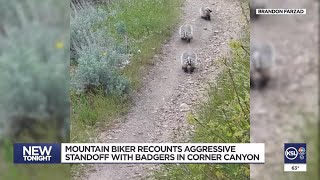 Mountain biker recounts aggressive badger standoff in Draper