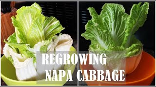 Regrowing Napa Cabbage in a bowl with water / Regrowing Napa cabbage in  water /