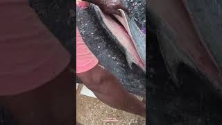 சீலா (வஞ்சிரம்‌) மீன் 2ஆக வெட்டும் காட்சி #bigfish #fish #shortvideo #shorts #fishcutting #video