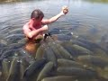 feeding tambaqui by hand in earth pond