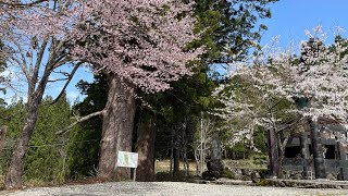 ４月の洲原神社・長滝白山神社・白山中居神社