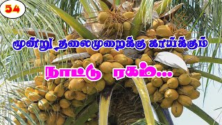 மூன்று தலைமுறைக்கு காய்க்கும் நாட்டு ரகம்! High yielding coconut variety!#pasumaibhoomi #coconut