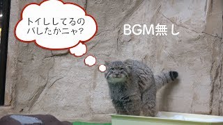 エルくんトイレタイム🎶💕BGM無し【コマヌルSeason 2】PART24 「坂上どうぶつ王国」でも話題のマヌルネコの子どもたち!　那須どうぶつ王国 Pallas’s Cat