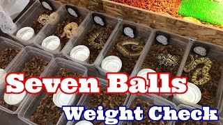 #10 Ball Trip 全7匹　体重測定　weight check 【ボールパイソン】