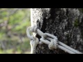 la raccolta della linfa di betulla birch sap harvest