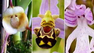 10 Tipos de Orquídeas EXÓTICAS Tão LINDAS e RARAS Que Não Vai Acreditar Que Existem