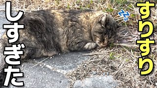 にゃーにゃーすりすり甘えまくって眠くなってきたサビ猫ちゃん😸（野良猫•地域猫）🐈