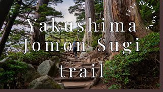 Yakushima - La randonnée de Jomon Sugi, l’arbre millénaire - Sur le thème de Zelda - Japon 2019